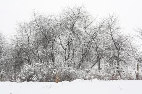 Trees under the snow. snowfall Stock Photos