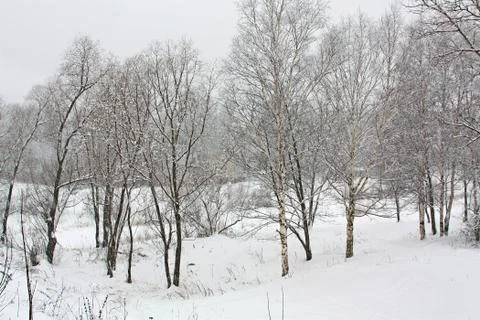 Trees under the snow. snowfall Stock Photos