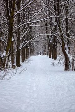 Trees under snow in the winter forest Stock Photos