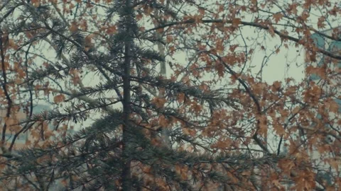 Trees under snowfall Stock Footage 146841591