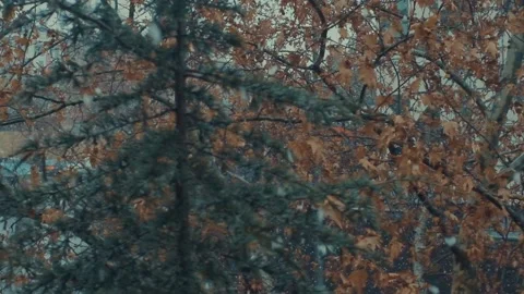 Trees under snowfall Stock Footage 146841929