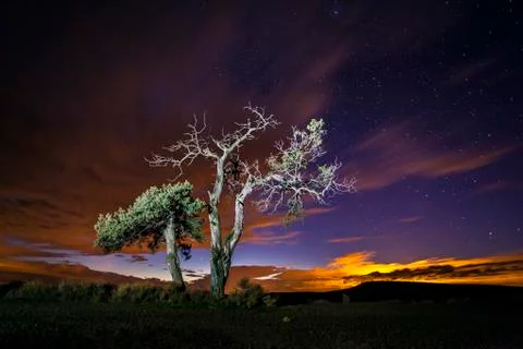 Trees under starry sky Stock Photos