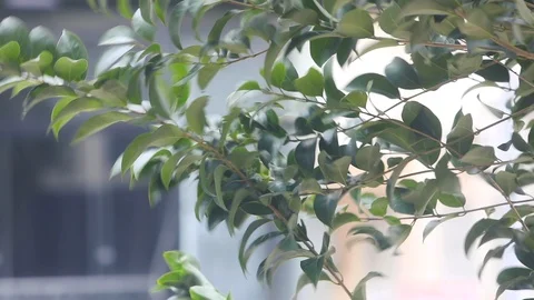 Trees under Strong Wind in Storm Stock Footage 102463706