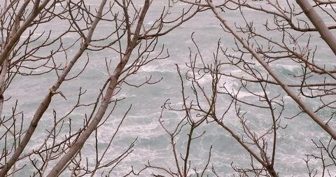 Trees under Strong Wind in Storm - 4K Stock Footage 102521989