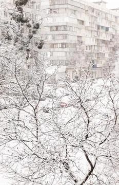 Trees under a thick layer of snow on the background of high-rise buildings in Stock Photos