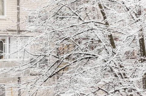 Trees under a thick layer of snow on the background of high-rise buildings in Stockfoto's