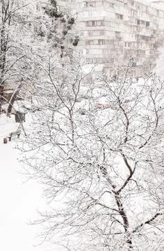 Trees under a thick layer of snow on the background of high-rise buildings in Stock Photos