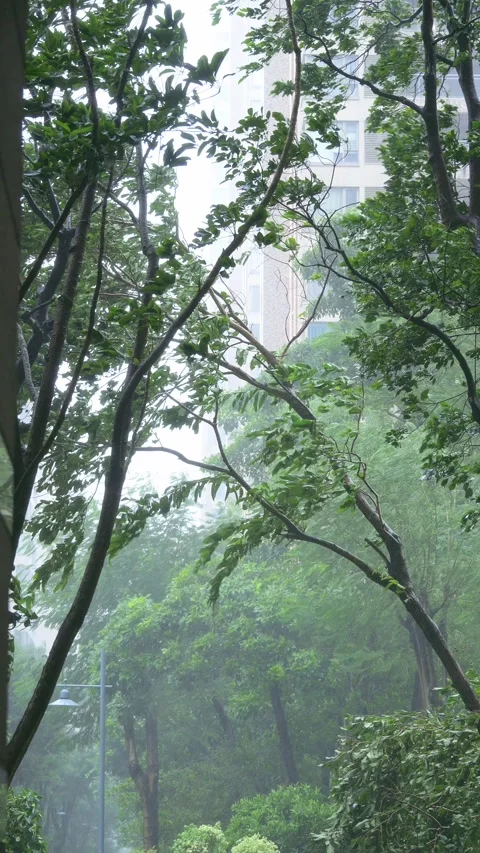 Trees under typhoon of category 10 at vertical composition video with sound Video stock 317676478