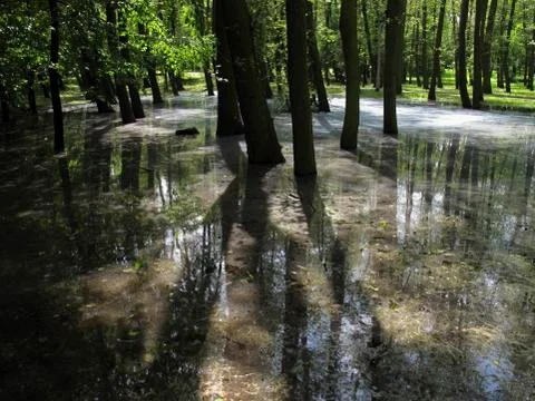 Trees under water Stock Photos