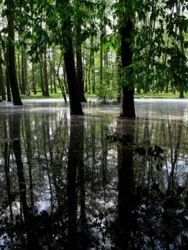 Trees under water Stock Photos
