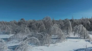 Trees under the weight of ice Stock Footage 85829129