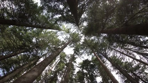 Trees underneath ungraded Stock Footage 139966415