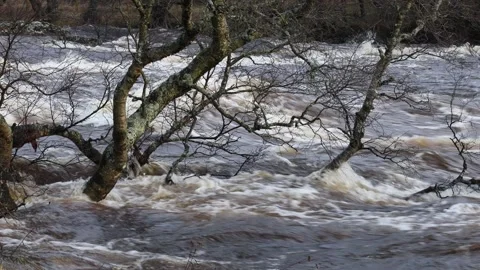 Trees underwater due to heavy rain, River Tees, Teesdale, UK Stock Footage 296807547