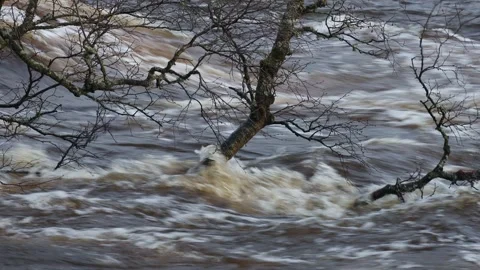 Trees underwater due to heavy rain, River Tees, Teesdale, UK Stock Footage 296807552