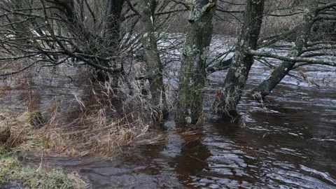 Trees underwater due to heavy rain, River Tees, Teesdale, UK Video stock 296809085