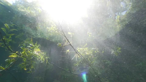Trees underwater  with sun rays, Albano lake, Italy Stock Footage 162395762