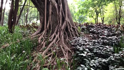 Trees with unusual roots Stock Footage 136182822