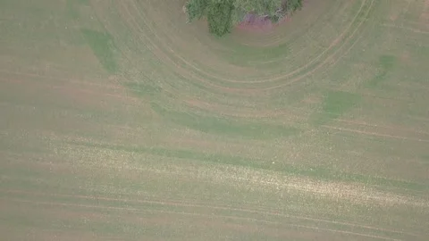 Trees, Upper Slaughter, Cotswolds, UK Stock Footage 132247561