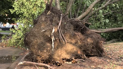Trees uprooted and damage after severe wind in thunderstorm Stock Footage 124656208