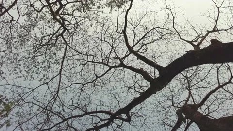 Trees upside view Video stock 152096299