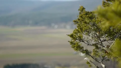 Trees, Valley and Mountain Stock Footage 22219534