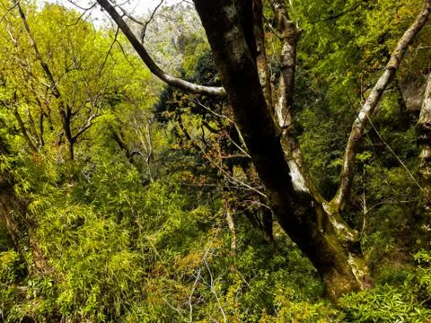 The trees in the valley Stock Photos