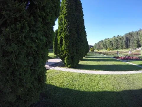 Trees in the valley of roses Stock Photos