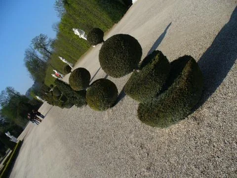 The trees in Versailles Stock Photos