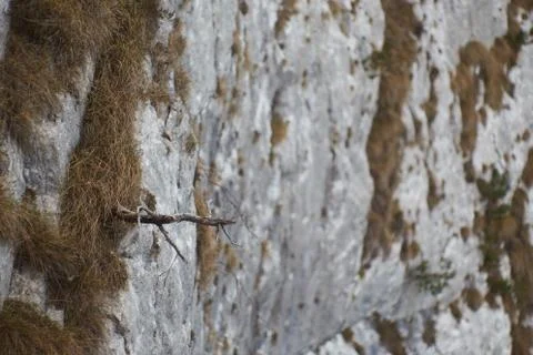 Trees on a vertical gray rock, with stumpy grass. Stock Photos
