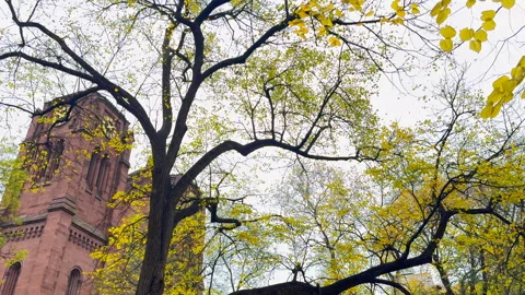 Trees with vibrant autumn foliage stand around Stuyvesant Square Park in NYC Vidéo 341995779