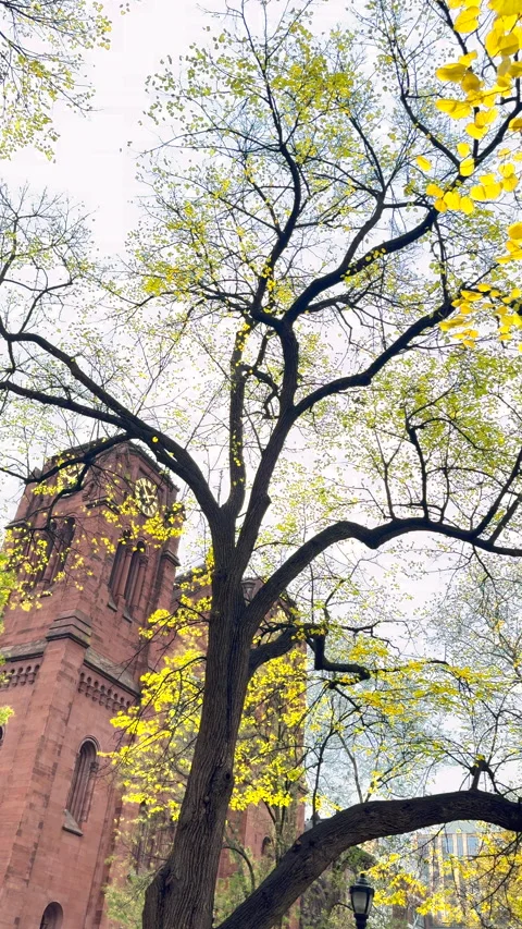 Trees with vibrant autumn foliage stand around Stuyvesant Square Park in NYC Vidéo 341996376