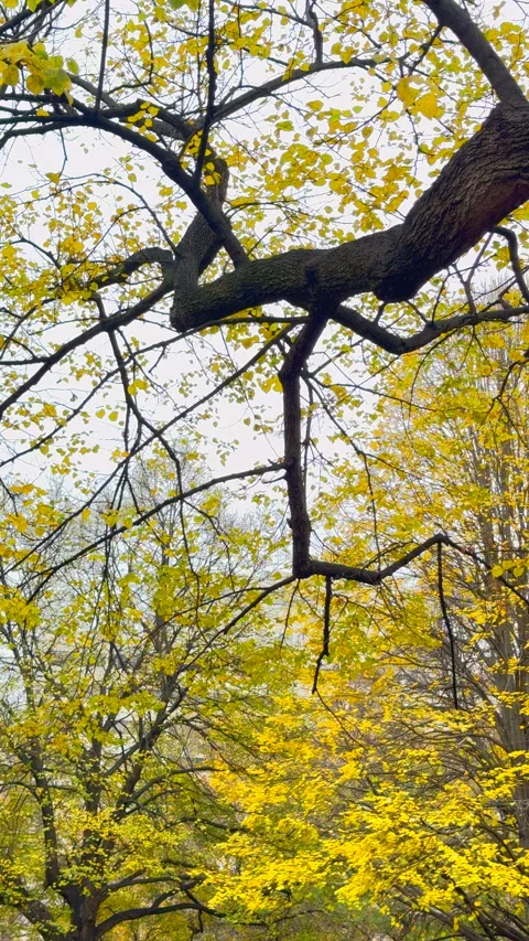 Trees with vibrant autumn foliage stand around Stuyvesant Square Park in NYC Vidéo 341998046