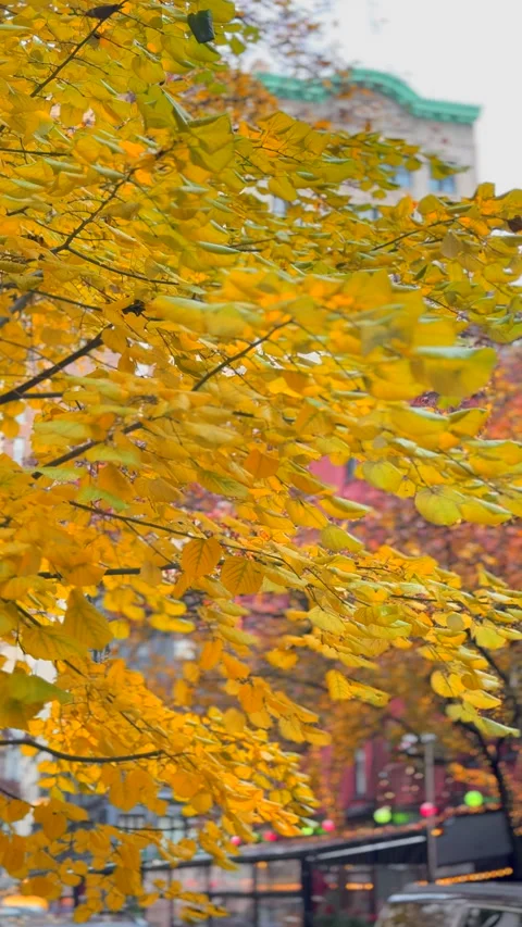 Trees with vibrant autumn foliage stand in the Gramercy area in NYC Stock Footage 342000097
