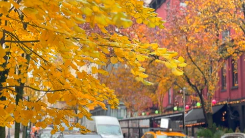 Trees with vibrant autumn foliage stand in the Gramercy area in NYC 库存影片 342002489