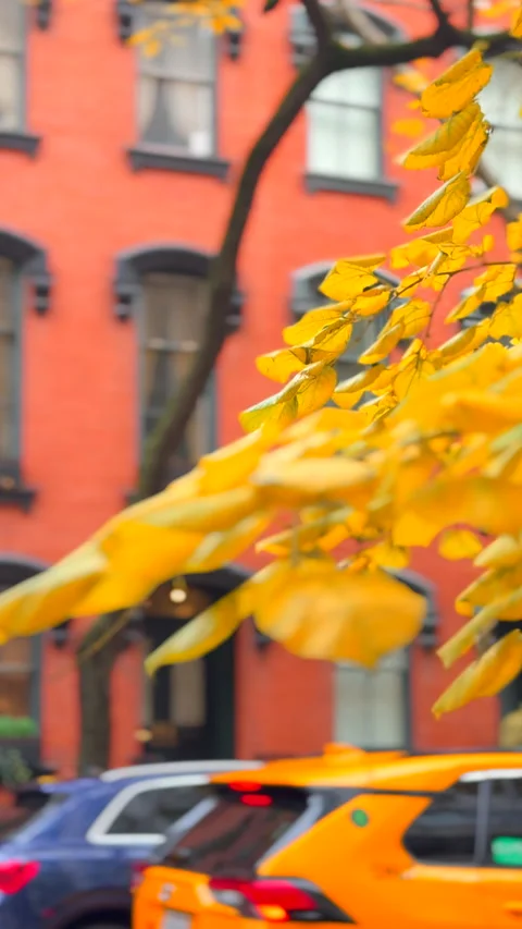 Trees with vibrant autumn foliage stand in the Gramercy area in NYC 库存影片 342012804