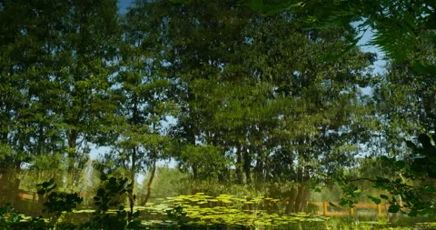 Trees vibrant green background Stock Footage 95650178