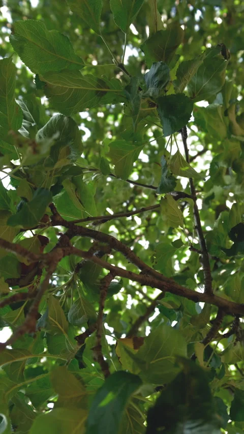 Trees view from below Slow motion Vertical video Stock Footage 234534644
