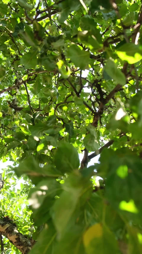 Trees view from below Slow motion Vertical video Stock Footage 234534837
