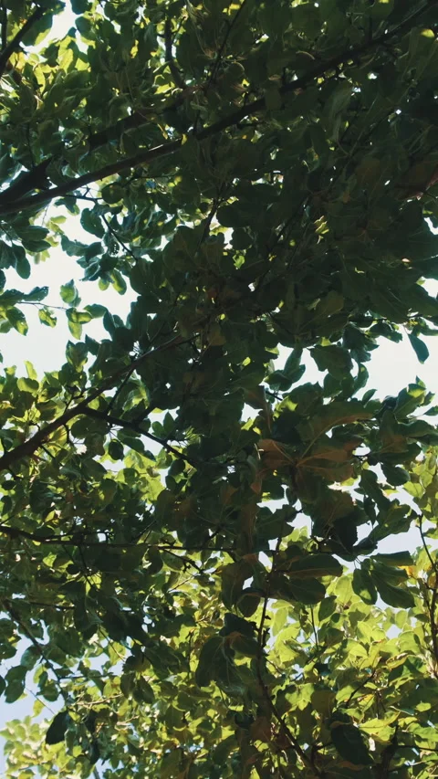 Trees view from below Slow motion Vertical video Stock Footage 234534873