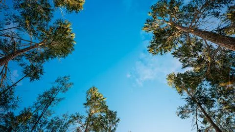 Trees view from the bottom. Trees in the forest, pines and others. Pines faci Stock Photos