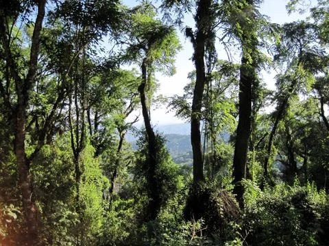 Trees with view of distant valley, blue sky, Calilegua Cloud Forest, Argentina Stock Photos