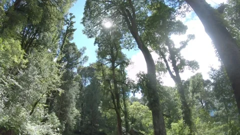 Trees view from go pro Stock-Footage 134489354