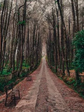 Trees view nature Foto stock