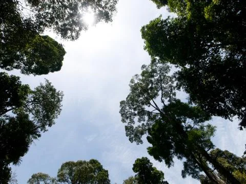 Trees view Foto stock