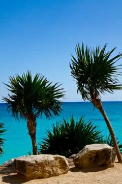 Trees with a view Stock Photos