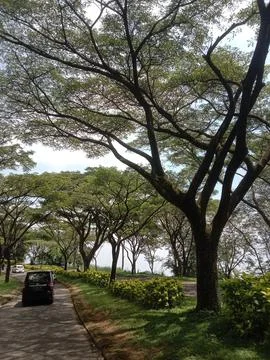 A trees view Stock Photos