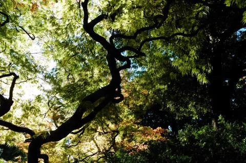 Trees view upwards Stock Photos