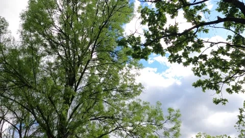 Trees View Walking Trough The Forest Video stock 250027879