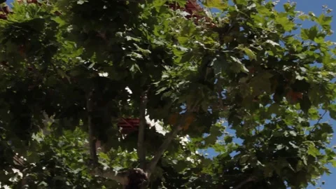 Trees views from below Stock Footage 134605871