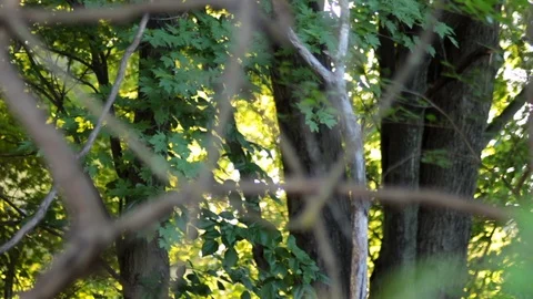 Trees to Vine Rack Focus Stock Footage 91053208